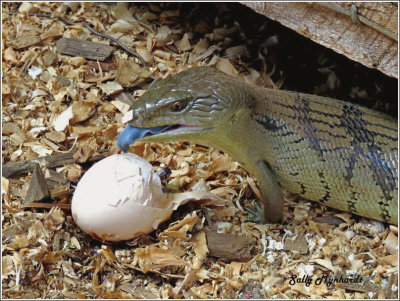 This blue tongue lizard was feeding on an egg that had fallen out the hens cage.