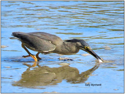 I watched this Night Heron in the late afternoon.
He was still for a long time and eventually got lucky.
So was i!