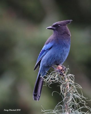 10-4-2010 Stellars Jay