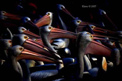 I took this shot some time ago at a Pelican Feeding.
I then edited it in an attempt to ephasise the birds' faces.