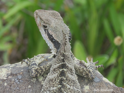 I spotted this lizard in a rain forest.
It was not still for long and disappeared over the rock.