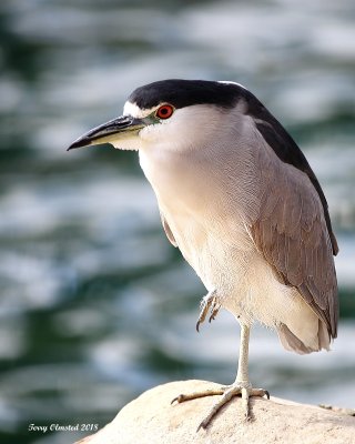 2-13-2018 Black-crowned Night Heron  Palm Desert, California