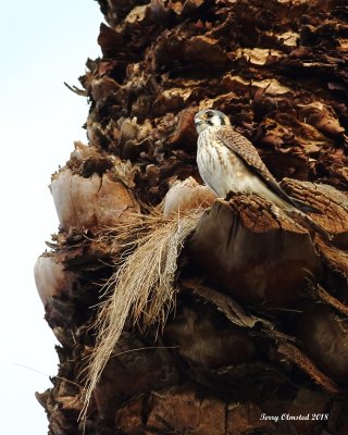 2-13-2018 female American Kestrel