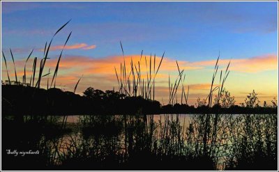 Sunrise at a private estate near Jamberoo.
This dam is a nesting place for Egrets and Ibis.
Geese are often seen too, and fed on the road by local farmers.
