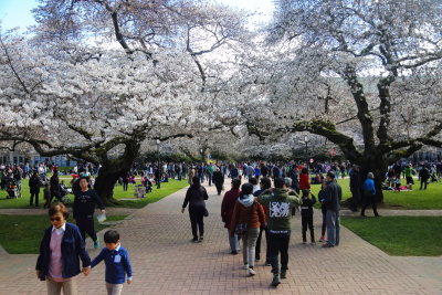 3-18-2018 University of Washington Quadrangle