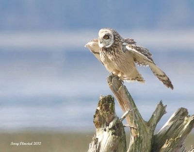 3-22-08 male Short-eared Owl