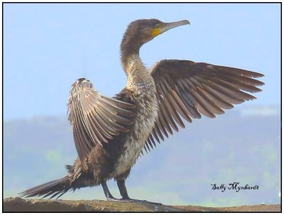 A young Cormorant sunning himself after a feed,