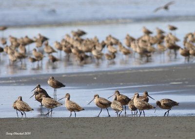 4-28-2018 Marbled Godwits