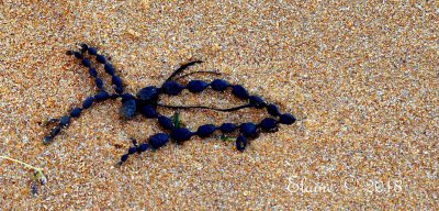On one of my beach walks, 
I happened to spot this arrangement
of Neptune's pearls. 
arranged in the shape of a fish.
I did not rearrange the seaweed in any way.