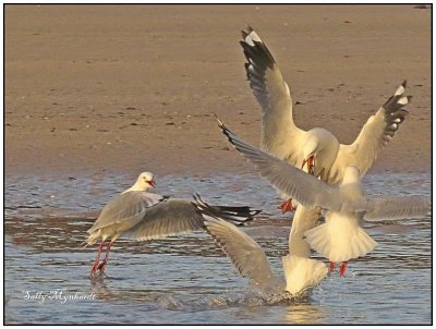 Seagulls fighting for a fish!