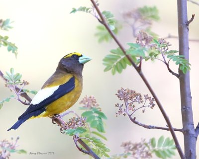 5-28-2018 Male Evening Grosbeak