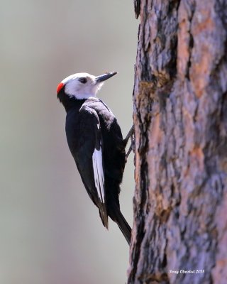 5-28-2018  White-headed Woodpecker