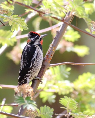 5-26-2018 Another Woodpecker