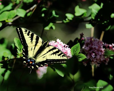 5-26-2018  Swallowtail and Lilac