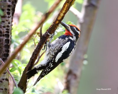 2018-7-4 Red-naped Sapsucker