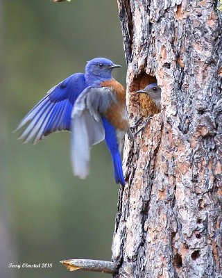 2018-7-4 Western Bluebird (male) at the nest (female)