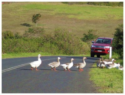 Driving to Jamberoo,a small country town, the geese have the right of way!