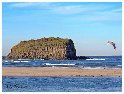 Minamurra taken on a calm afternoon.Usually
there are many seagulls but i only saw one when i took this shot.