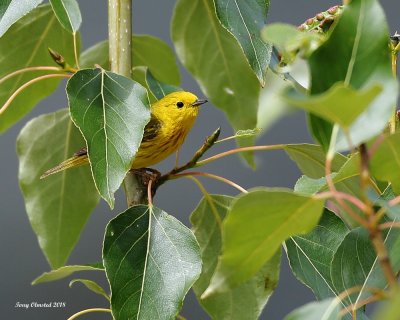 2018-7-4 Yellow Warbler Wenatchee River, Plain, WA