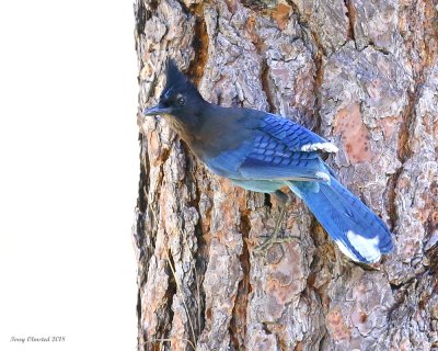 5-27-2018 Stellers Jay plain_6370.JPG