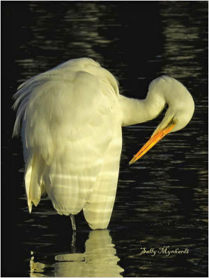 An Egret posing for me at sunrise.
I love these gracious birds.