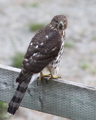 8-19-2018 Juvenile Coopers Hawk