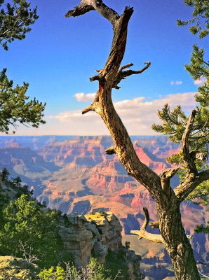 Edge of the Canyon