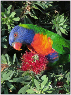 A Rainbow Lorikeet posing for me.