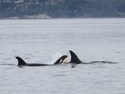 8-30-2018 orcas _7160.JPG