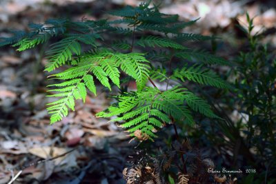 Walking through the bush this morning, 
I noticed the light highlighting this fern, 
making it stand out from the shadows.
This image has not been edited. 