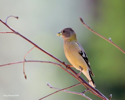 5-28-2018 Female Juvenile Evening Grosbeak