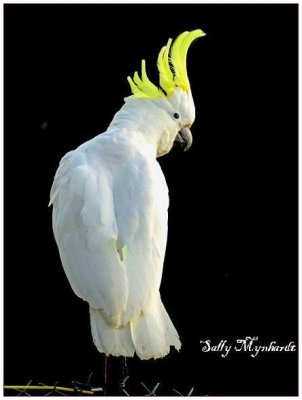 This cockatoo is a frequent visitor to my bird pond.