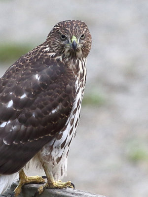 8-19-2018 juvie coopers hawk