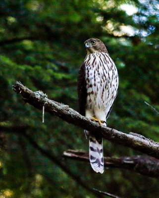 A young Coopers (possibly a Sharp-shinned) Hawk at a local Peat Bog