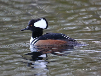 11-8-2018 hooded merganser_