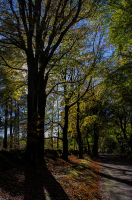 Light and shadows in Haldon Forest