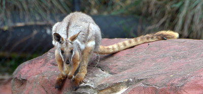 The yellow-footed rock-wallaby 
i found in restricted areas of 
South Australia, New South Wales, 
and Queensland.
I took this photograph at The Australian Reptile Park recently.
