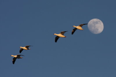 Snowgeese and moon