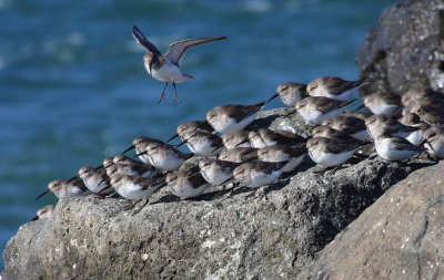 2-18-2016 Dunlins on the jetty