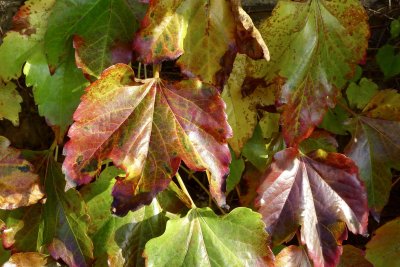 Autumn Foliage