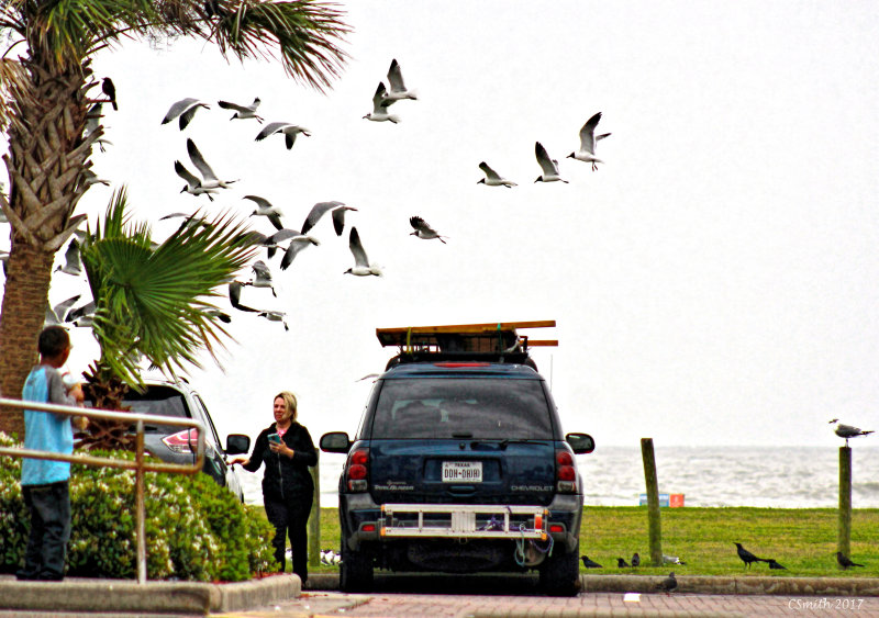 GULLS