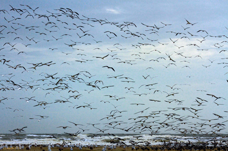 FLIGHT