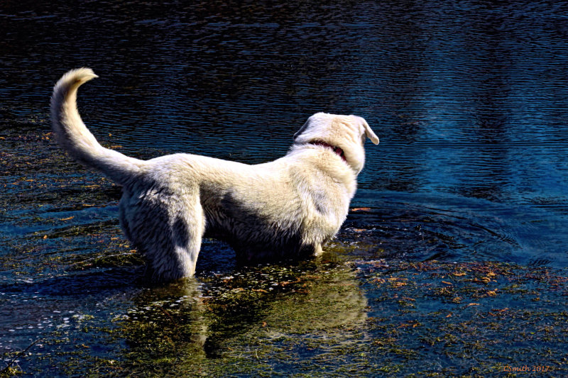 SOPHIE, THE WATER DOG