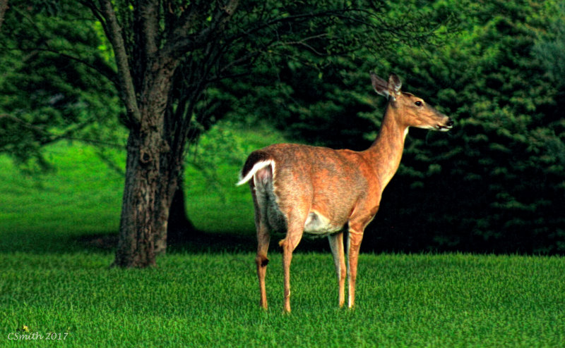 MAMA DEER