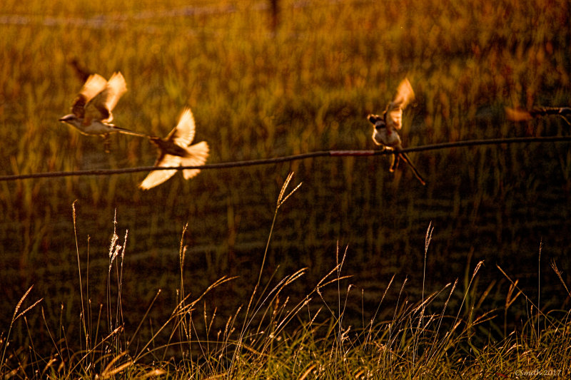 SCISSORTAIL MOVEMENT