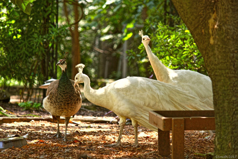 3 PEACOCKS