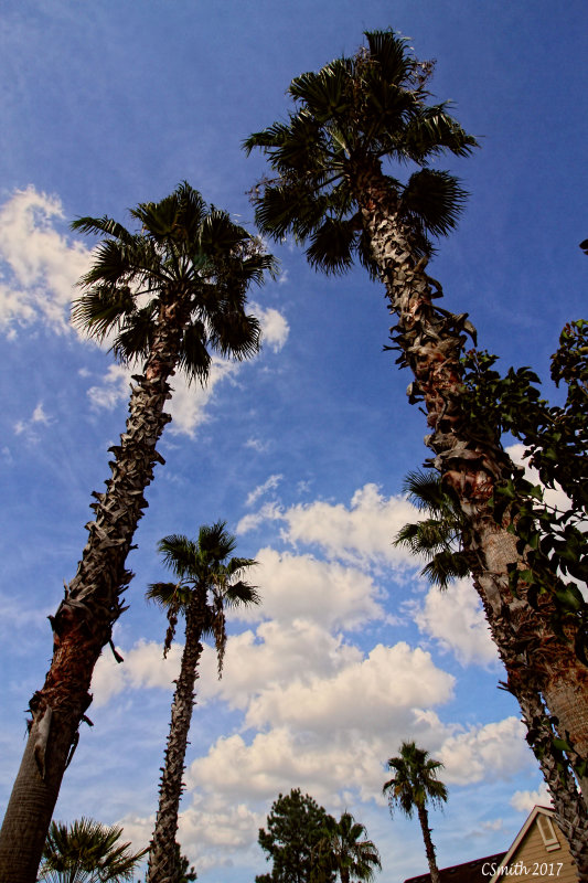 PALMS