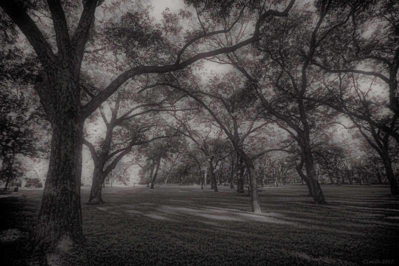 TREES
