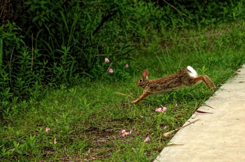 MR. RABBIT.....EXIT, STAGE LEFT