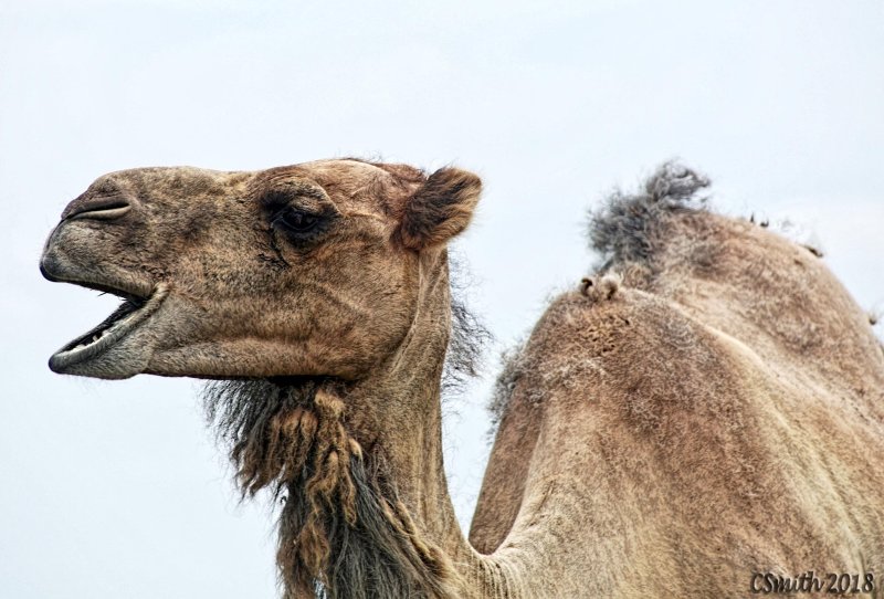 CAMEL SONG